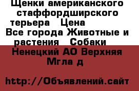 Щенки американского стаффордширского терьера › Цена ­ 20 000 - Все города Животные и растения » Собаки   . Ненецкий АО,Верхняя Мгла д.